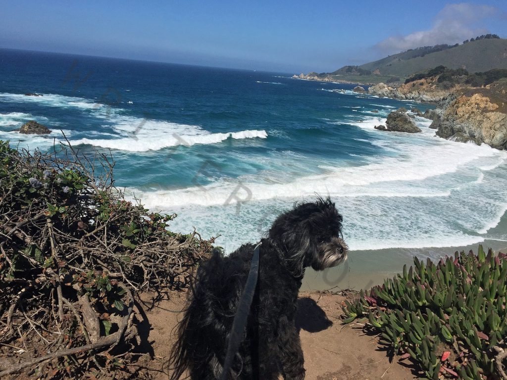 jack distracted from his view of the pacific ocean