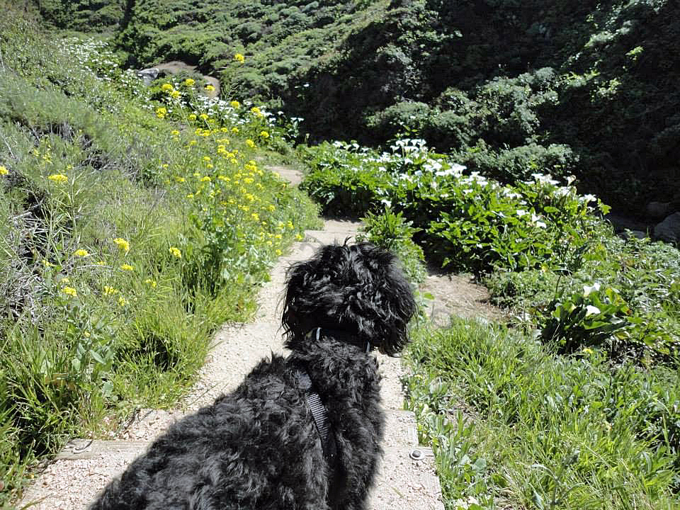 jack at the calla lily valley off highway 1