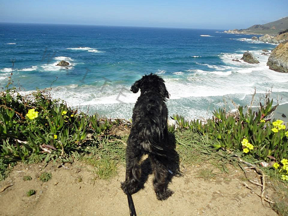 jack gazing into the abyss of the pacific ocean off highway 1