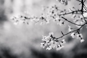 cherry blossoms in black & white