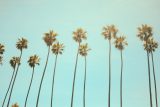 color photo of a row of palm trees