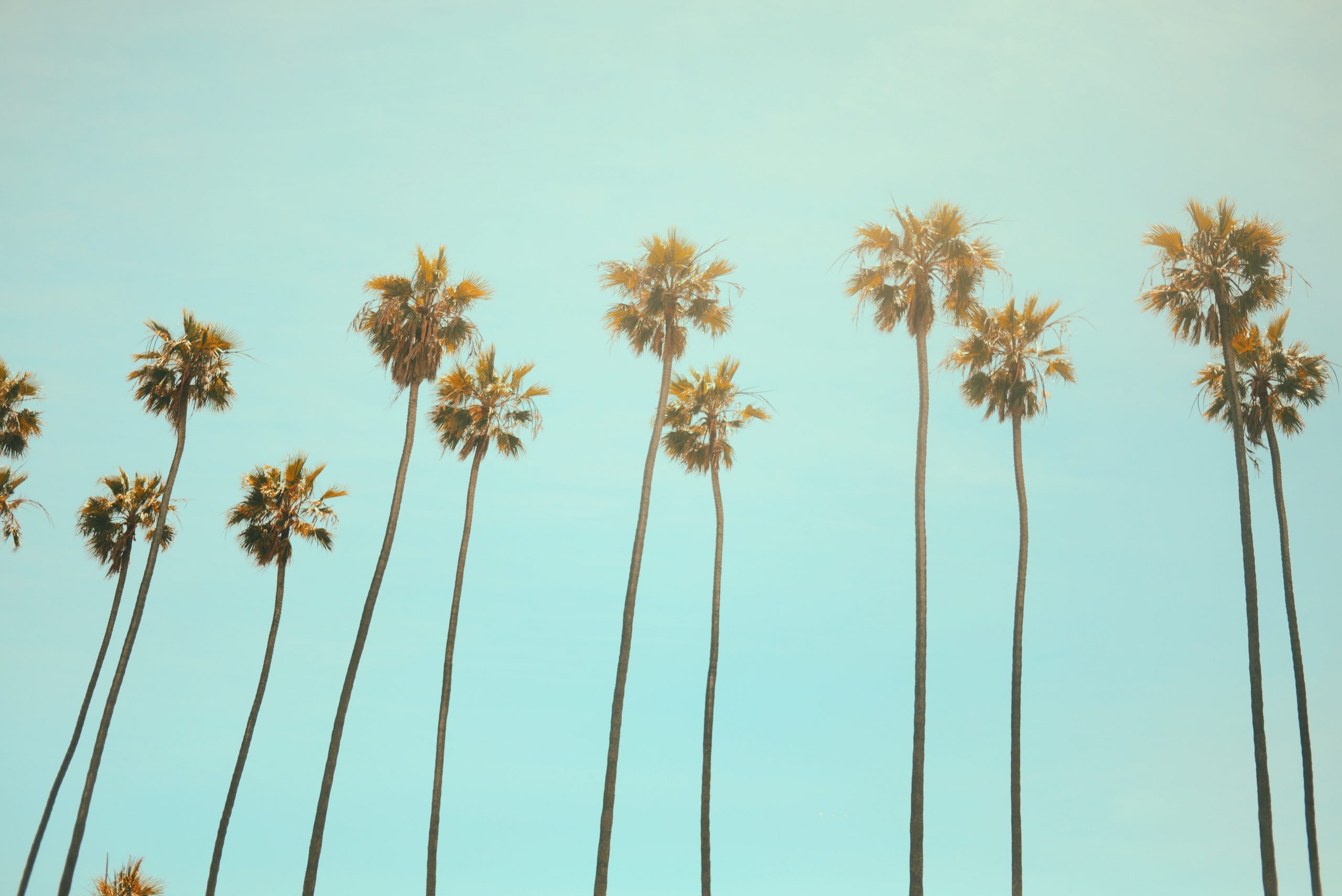 color photo of a row of palm trees